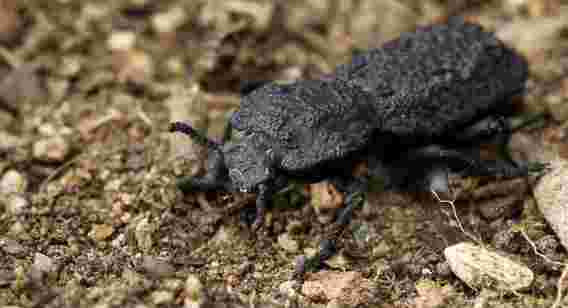 恶魔般的铁甲虫：可以幸免于难的昆虫的设计秘诀