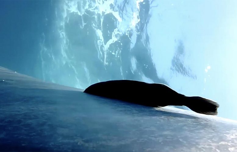 生物学家解决了鲸鱼冲浪的雷诺拉斯如何仍然接触的谜团，因为他们的巨大汽油潜水