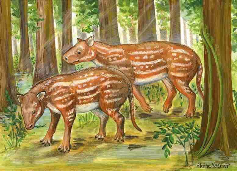 印度化石支持有关马，犀牛和Origin起源的新假说