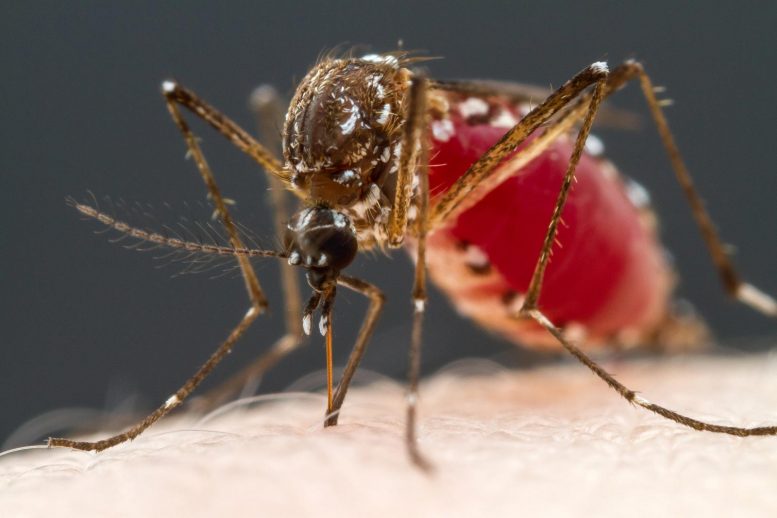 世界最致命的动物：蚊子的血液追踪到四种类型的神经元