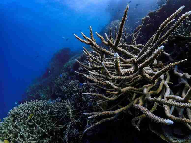 大堡礁失去了一半的珊瑚-仅仅三个十年就大幅度下降