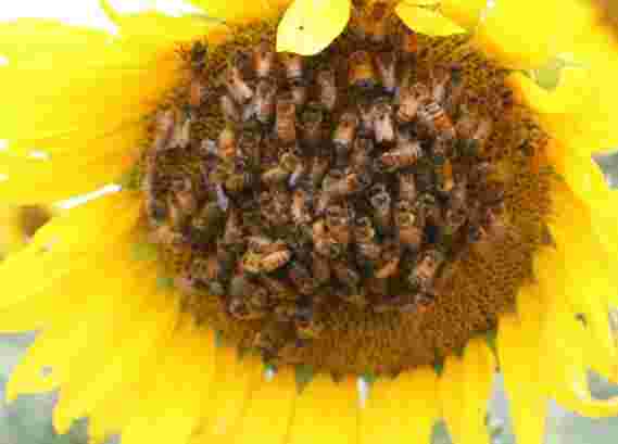 科学家“气味火车”蜜蜂提高向日葵种子的产量
