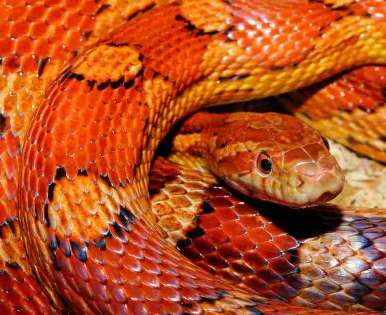 蛇遗传突变揭示皮肤颜色的进化起源
