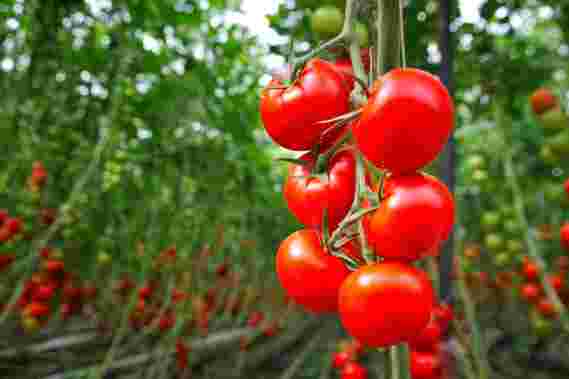 研究人员对表观遗传修饰的砧木嫁接番茄植株后感到惊讶