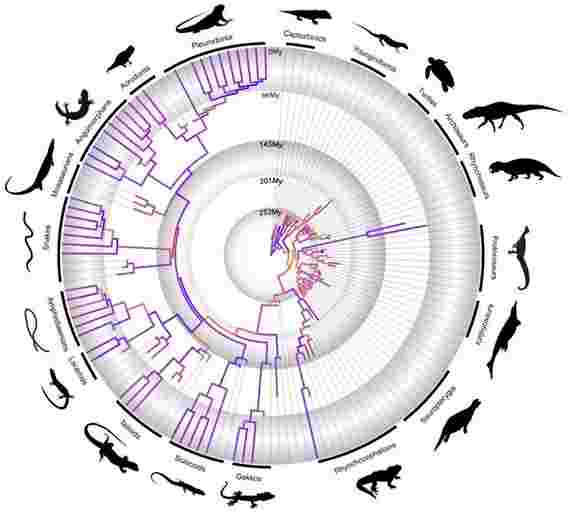 爬行动物的演变时间表：新的研究反驳了75岁的信念关于爬行动物的发展方式和当爬行动物的发展