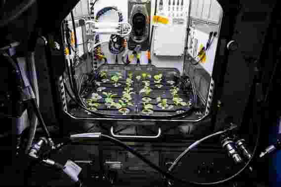 宇航员在太空中进行的第二次高级植物栖息地实验中种植萝卜
