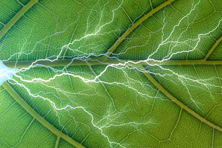 像树叶一样-一种新的人工光合作用方法，可以直接从空气中捕获二氧化碳并将其转化为燃料