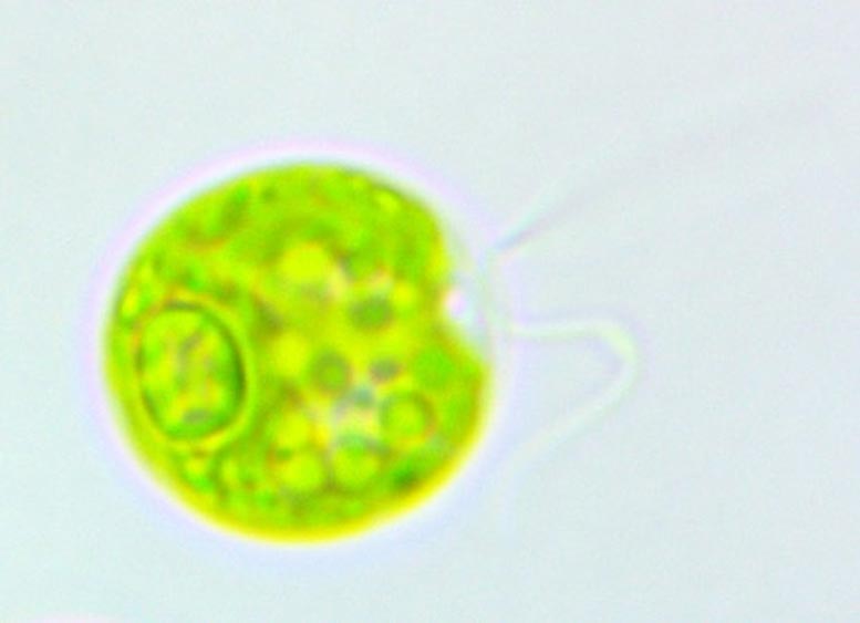 科学家们解决了耻骨细胞器背后的神秘面纱