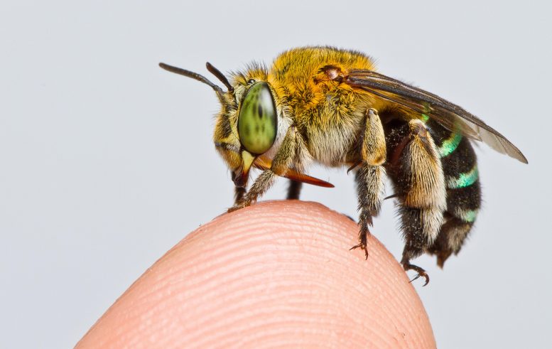 研究人员创建了首张蜜蜂物种全球地图