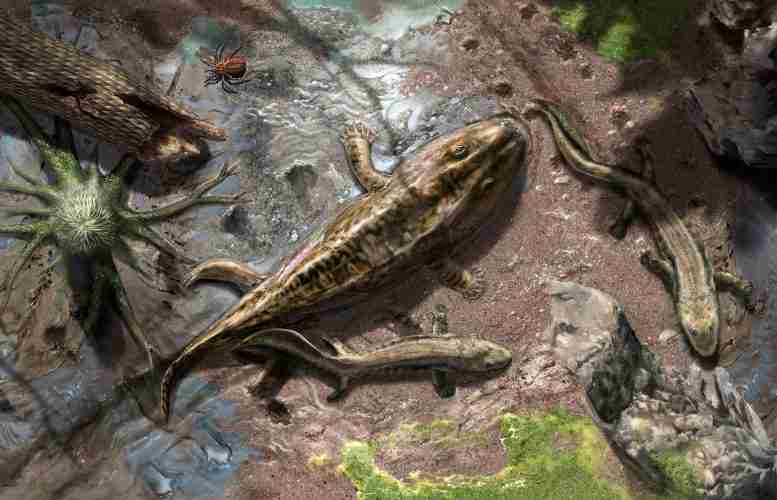 从脚蹼到肢体，从水到地：四足动物早期陆地运动的演变