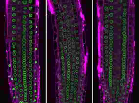 细胞核的结构如何改变植物中的基因活性