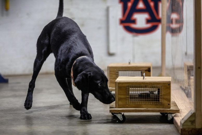 K9化学：训练炸药和毒品侦查犬的更安全方法