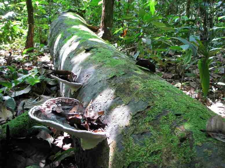 揭示热带树木寿命的临界温度–“这些结果是一个警告信号”