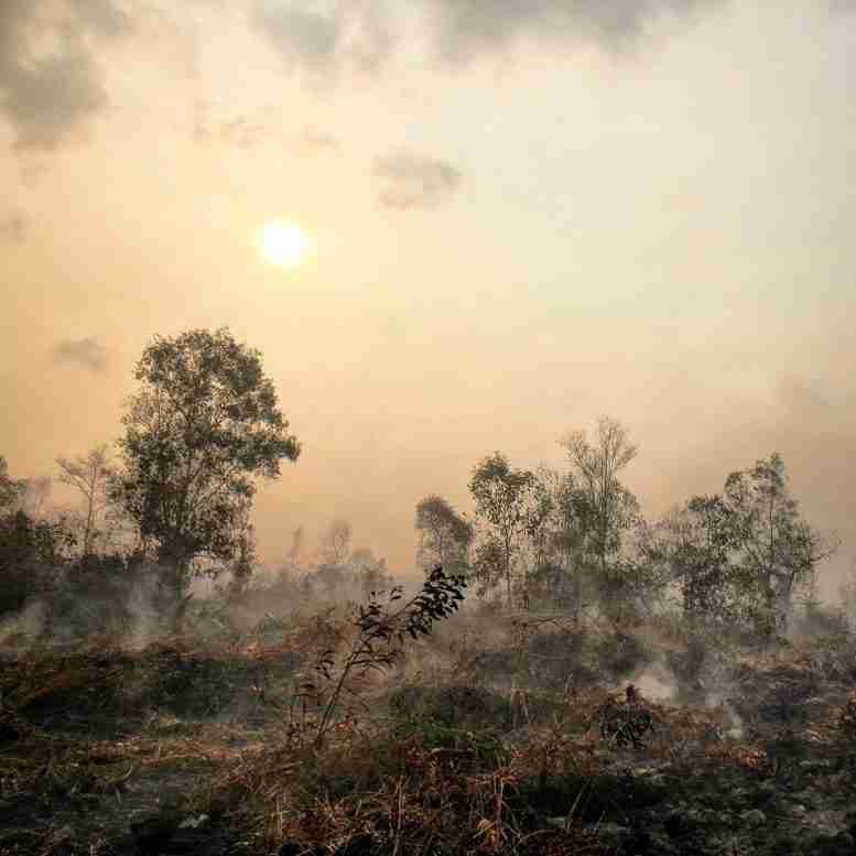 濒临消失的耐火热带森林–预防灾难性火灾的关键