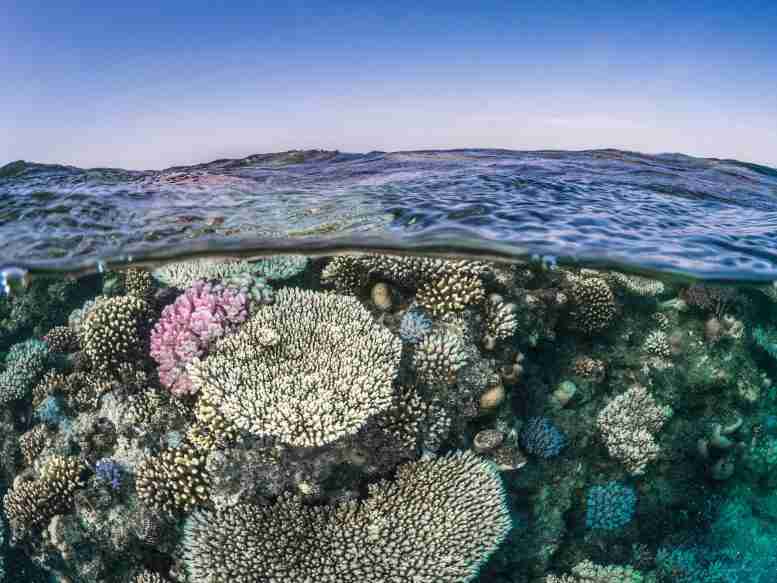 全球珊瑚礁生存：可以将主要基因系统发现令人窒息的珊瑚'最后的喘息吗？