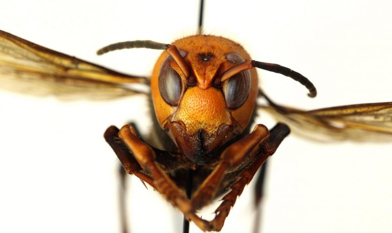 蜂蜜蜜蜂使用动物粪来抵御巨人“谋杀”的黄蜂