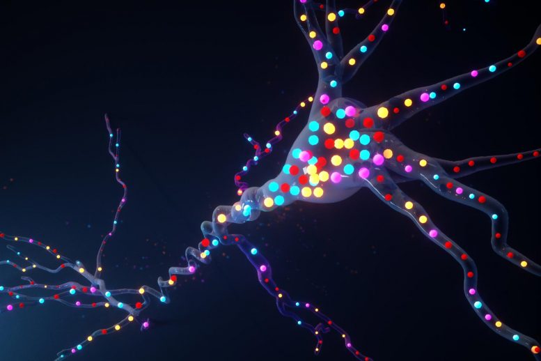 荧光成像技术揭示了“细胞活动的交响曲”