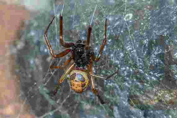 假寡妇蜘蛛咬伤可以传递有害的抗生素抗菌细菌