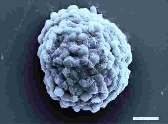 未来的能源：科学家建立了通过光合作用产生氢的微小微生物工厂