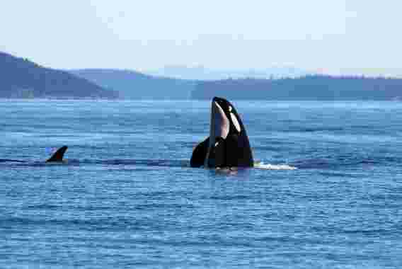 什么是杀死杀手鲸？病理学报告了东北太平洋和夏威夷的50多名杀手鲸