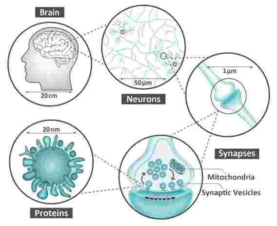 当研究人员检查大脑的未公布分子语言时，令人惊讶的结果