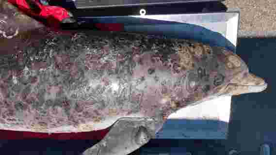 致命的皮肤病–影响全球的海豚–与气候变化有关