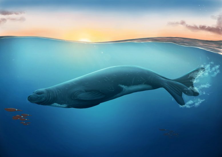 新海豹种类的发现重写了进化史