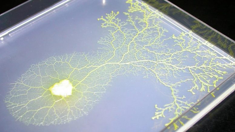 “电子Amoeba”模拟计算机发现旅行推销员问题的Swift解决方案