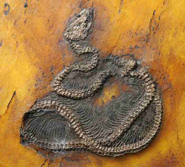 在Messel坑中发现了世界上最古老的Python