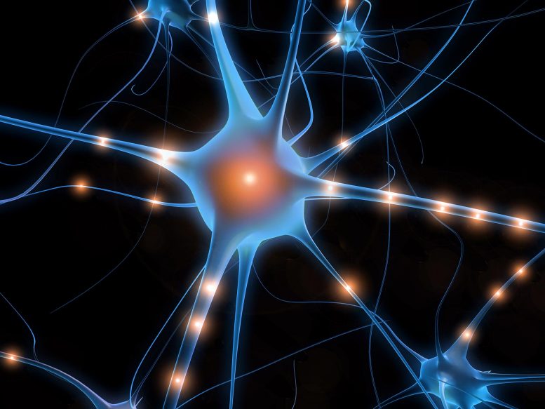 大脑如何区分噪音中的语音：确定了新的神经回路