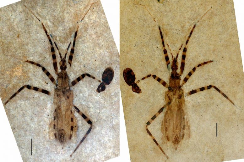 拥有5000万年历史的化石刺客bug上保存完好的生殖器异常