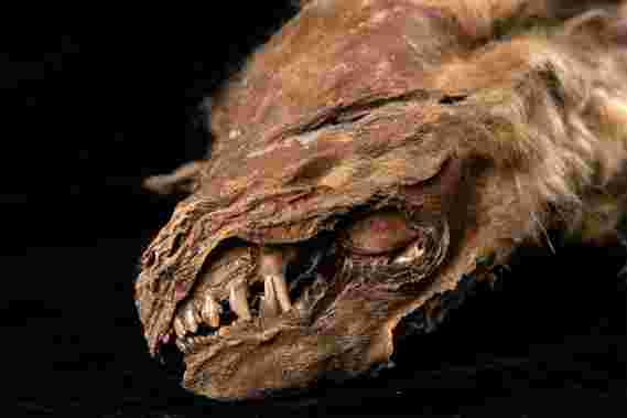 57,000岁的狼狗木乃伊在加拿大永久冻土中发现