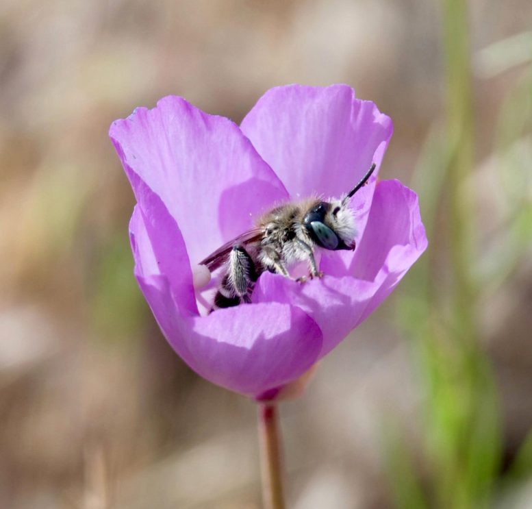 令人困惑的达尔文解决的神秘面纱：聪明的策略一些花卉用来确保蜜蜂的有效授粉