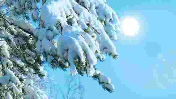 光合作用的快捷方式使圣诞树在冬季保持绿色