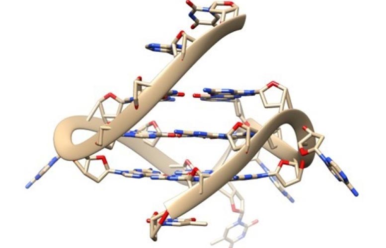 发光探针在活人细胞中发现的稀有四重螺旋DNA