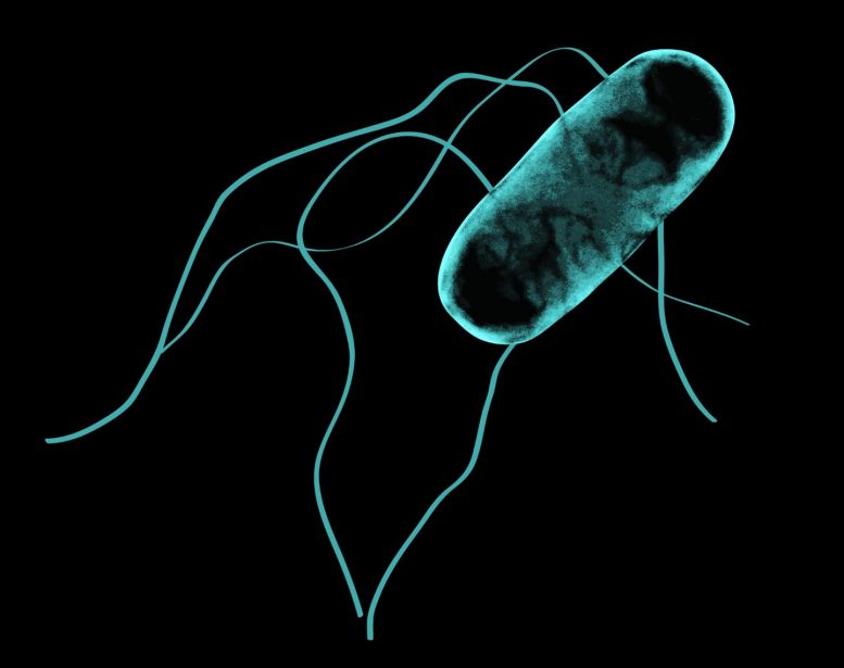 杀手的演变：非洲沙门氏菌如何使肠道从肠道到人类的血流感染