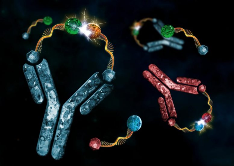 科学家发现如何使用抗体来控制化学反应