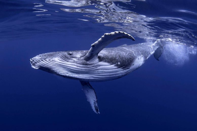 Whale Poo如何为世界的雨林提供推动