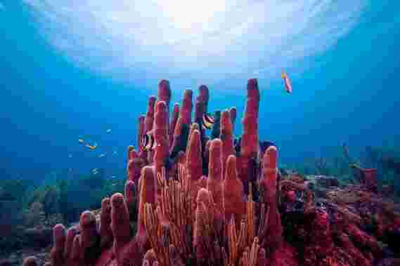发现粘菌可以帮助保持珊瑚礁健康