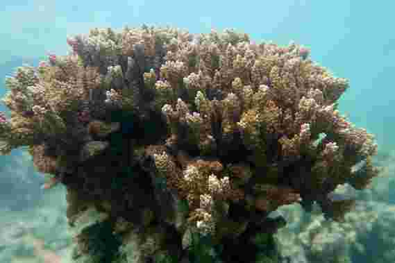 “珊瑚医院”工具可以帮助面临气候变化的保障珊瑚礁