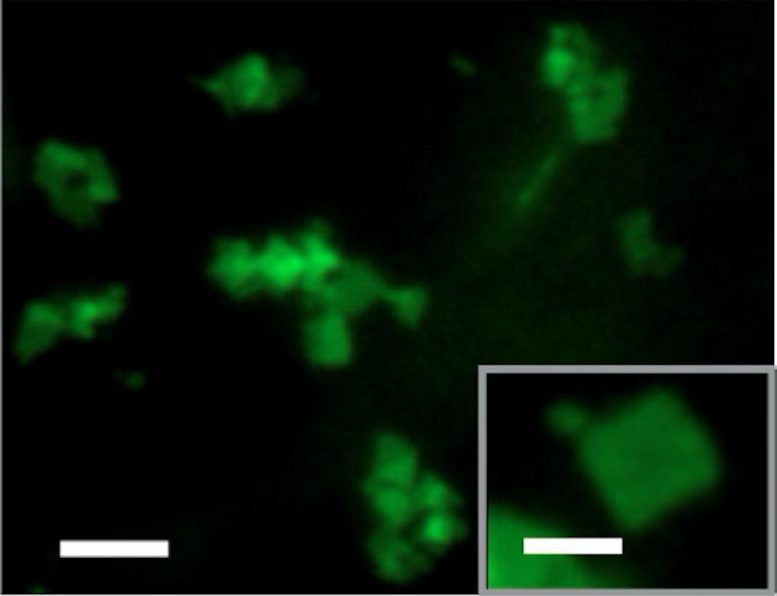 化学家发明了具有诱人生物医学潜力的变形纳米材料