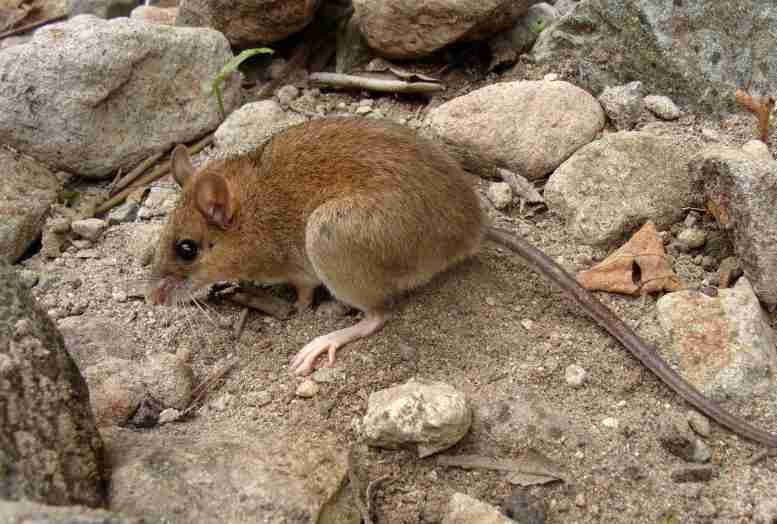 在已爆发30年的火山上重新发现“绝种”的Pinatubo火山鼠