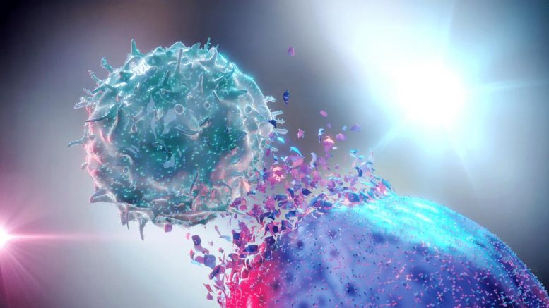 科学家发现一种方法可以使用“隐形”干细胞来控制免疫系统的“天然杀手”细胞