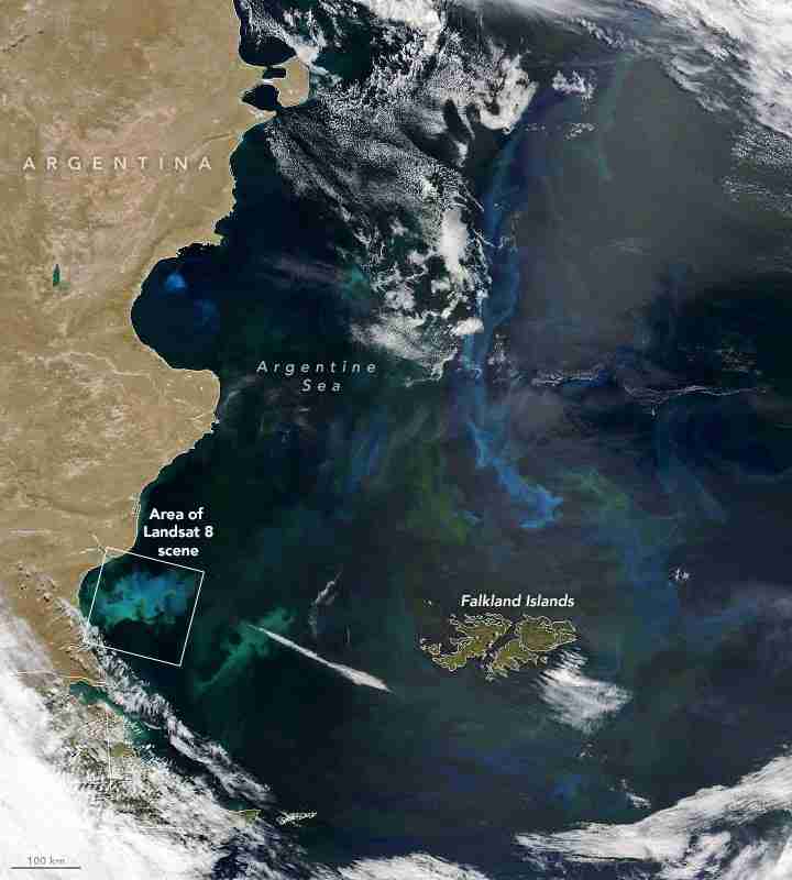 卫星窥探：在阿根廷海的Phytoplankton工厂
