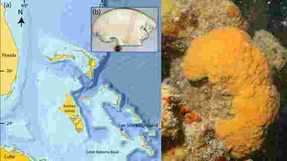 几个世纪老的气候记录从一个600岁的海绵重建