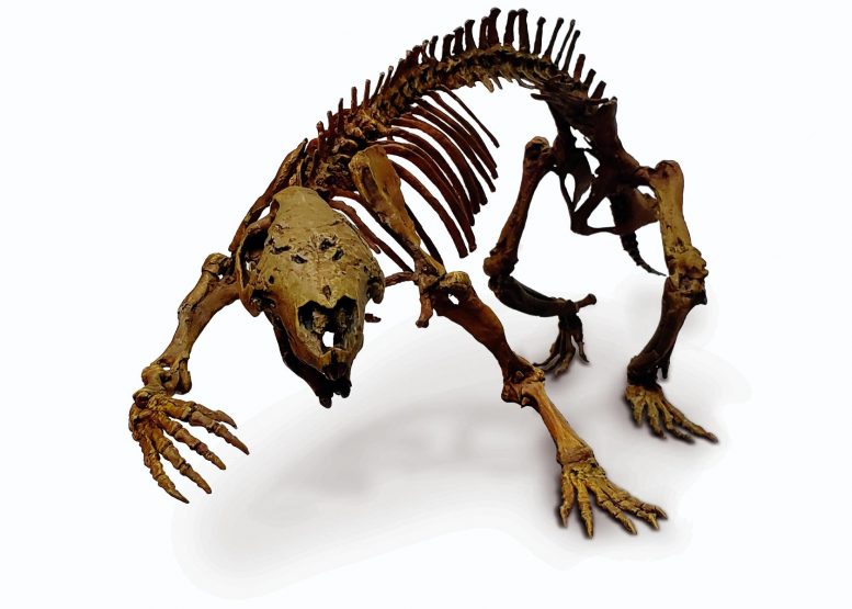恐龙困惑的科学家中生活的离奇的“疯狂的野兽”