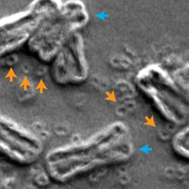 绝命毒师：破碎的染色体如何使癌细胞更具攻击性和耐药性