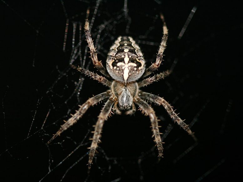 arachnauts：美国宇航局将蜘蛛发送到实验的空间 - 这就是他们发现的