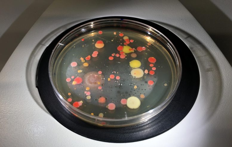 新的细菌培养方法可能导致发现不同新的微生物