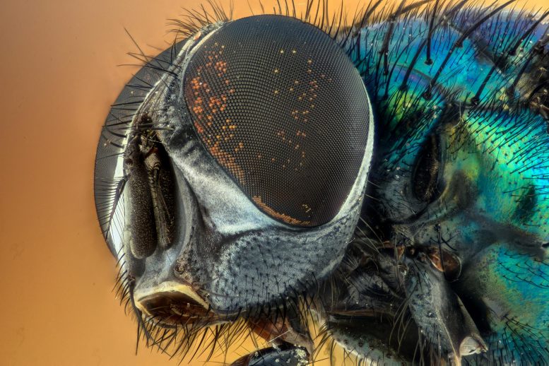 科学家复制自我清洁反射纳米昆虫的眼睛